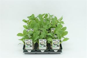 Afbeelding van Kool. Bloemkool winter Bio )